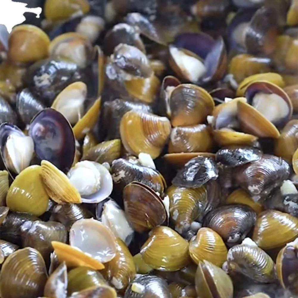 Frozen Delicious Healthy Seafood Importer Shellfish Seafood Frozen  river clam