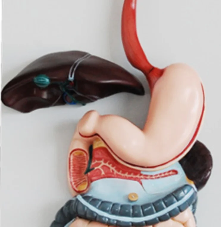 DARHMMY Human Digestive System Anatomical Model for Medical Science