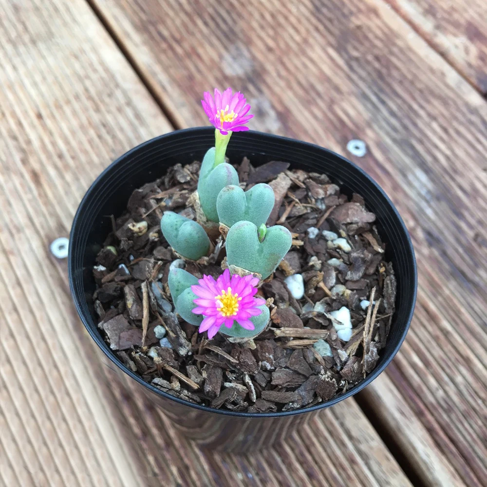 Оптовая продажа средние суккулентные растения живые камни Conophytum gracilistylum фиолетовый цветок для растений