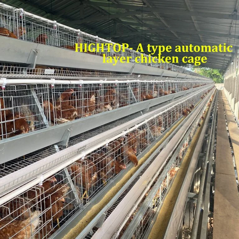 Hot Selling Poultry Farm Chicken Coop Automated Battery 3/4 Tier Egg Chicken Layer Cage For Sale