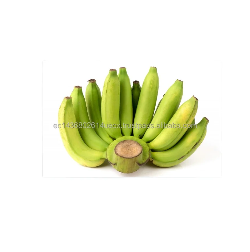 
High quality Fresh green Cavendish banana fresh green bananas for sale Delicious Taste Hot Sale Products 