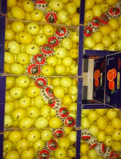 
Wholesale high quality fresh citrus fruit tasty yellow lemons 