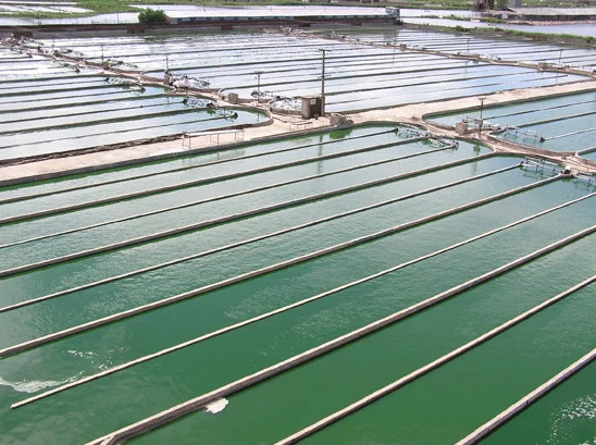 
100% Natural Organic Chlorella Tablets 