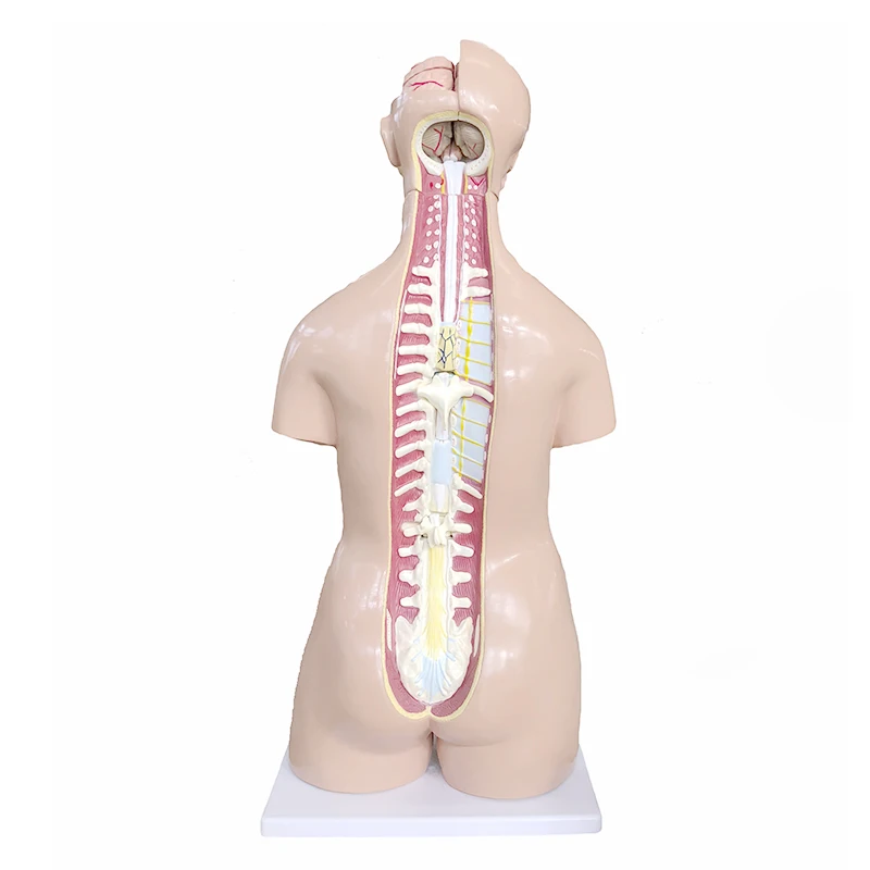 YA/T014 High Quality Anatomy 85cm Suitable for Medical School Hermaphrodite Human Head, Neck, Torso Model 40 Parts
