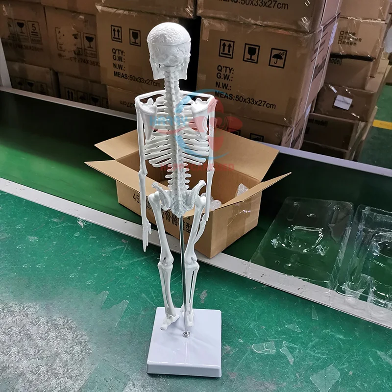 HC-S201 Life-Size Human Skeleton Model 180cm for Medical Teaching in Medical Anatomical