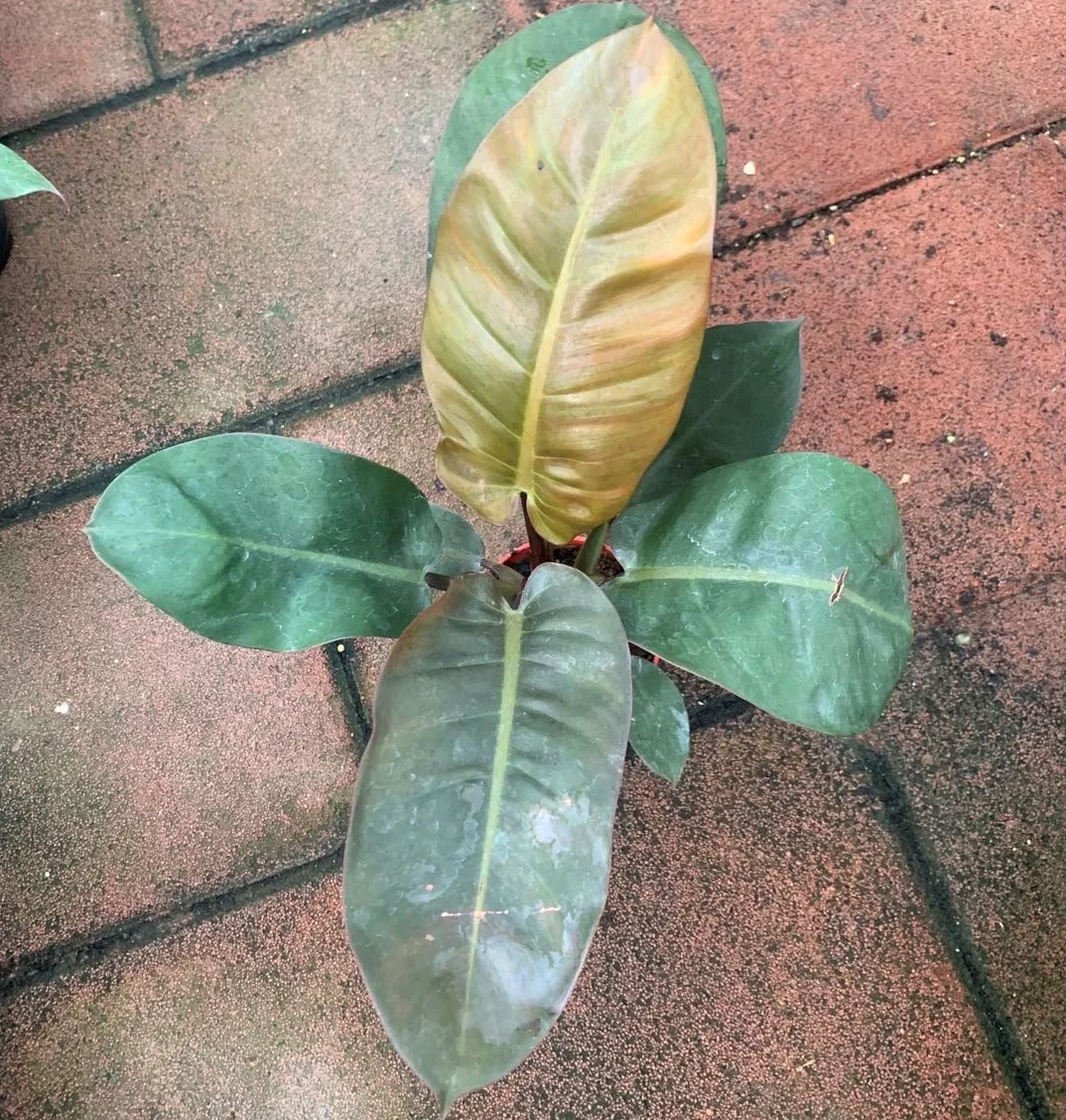 Оптом Популярные ins красивые Philodendron черные алмазные декоративные живые настоящие растения бонсай Листва завод