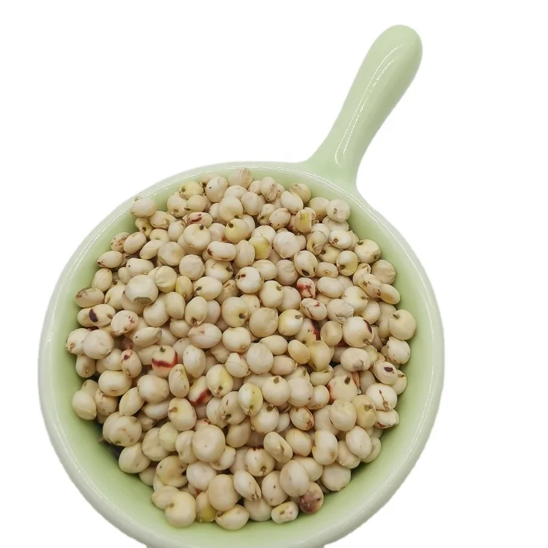 High quality white sorghum birds food sorghum with  competitive price  sample free