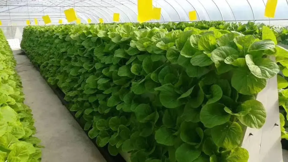 DWC Deep Water Culture Growing Hydroponics Systems Hydroponic Fodder Growing Systems