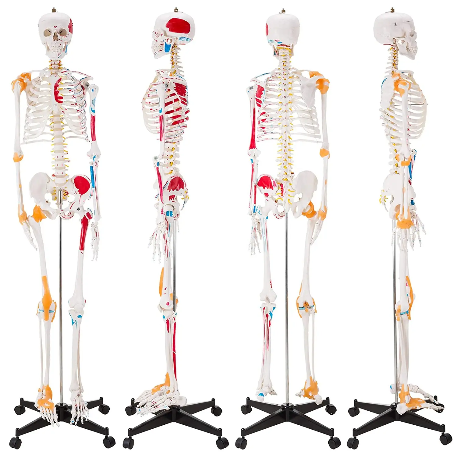 Scientific flexible living size skeleton anatomical model