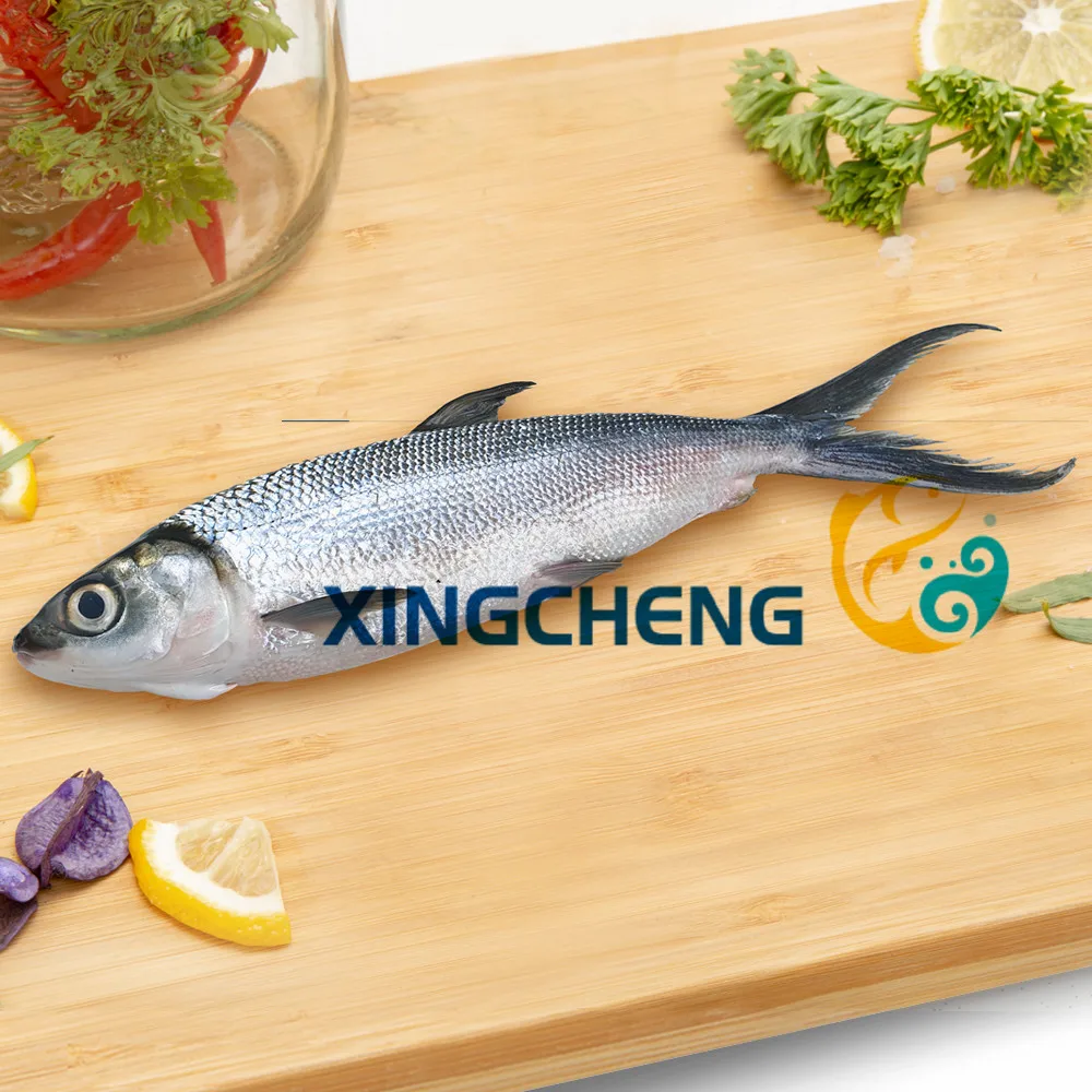 Frozen Milk Fish Whole Round