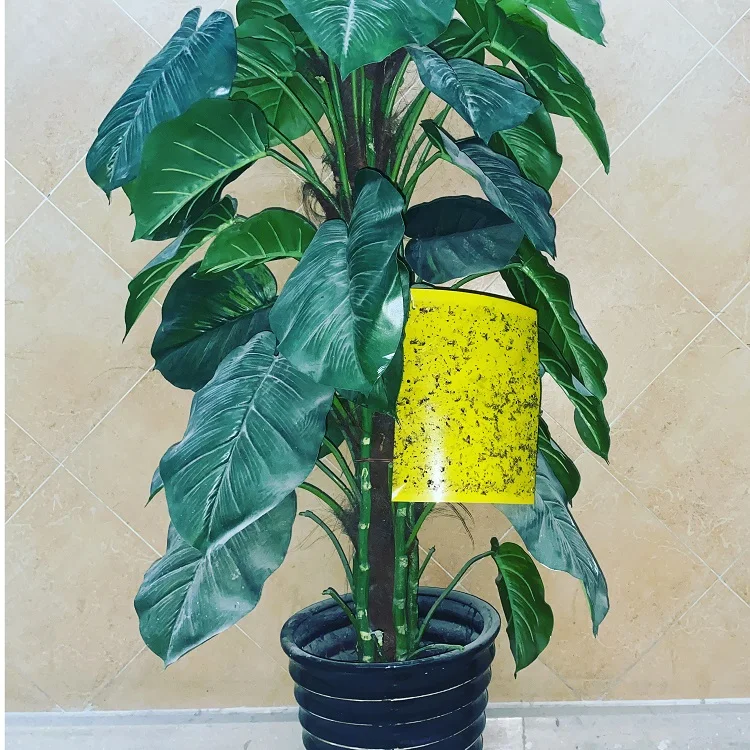 Outdoor Tuta Absoluta Trap Agricultural Greenhouses Fruit Fly Insect Catcher Yellow Sticky Moth Traps Glue Board Pest Control