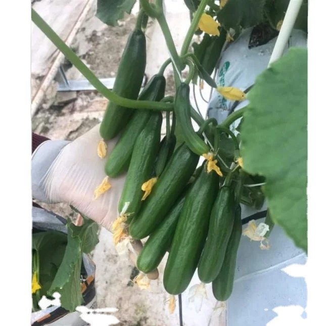 
ГИБРИДНЫЕ СЕМЕНА ОГУРЦА F1 с хорошим вкусом, мини семена огурца из Китая 