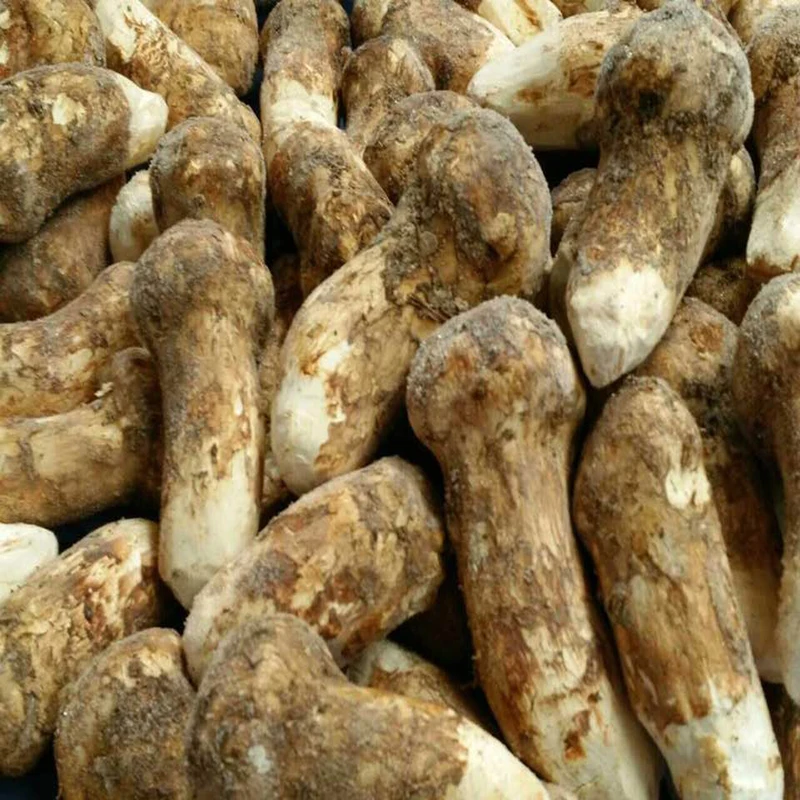 china songrong mushroom natural wild Tricholoma Matsutake with market price