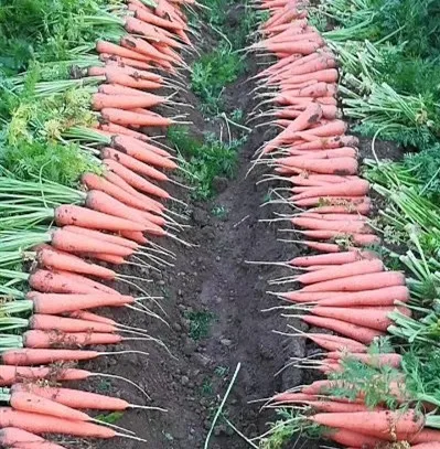 Новый Урожай свежей моркови из