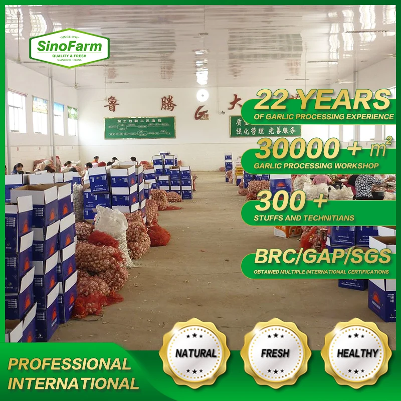 New Normal White Fresh Garlic 10kg Carton From Chinese Garlic Wholesale Supplier Export Price