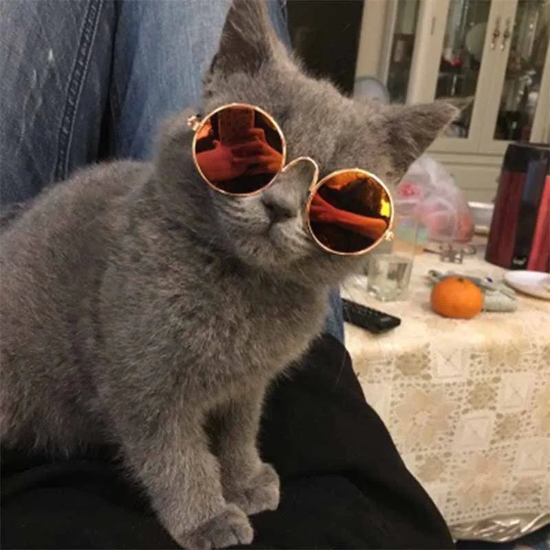 pet sunglasses cheap