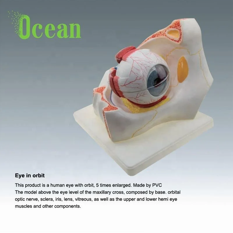 Human Eye in  Anatomy Human Body Organs Eye And al Structure 3D Model