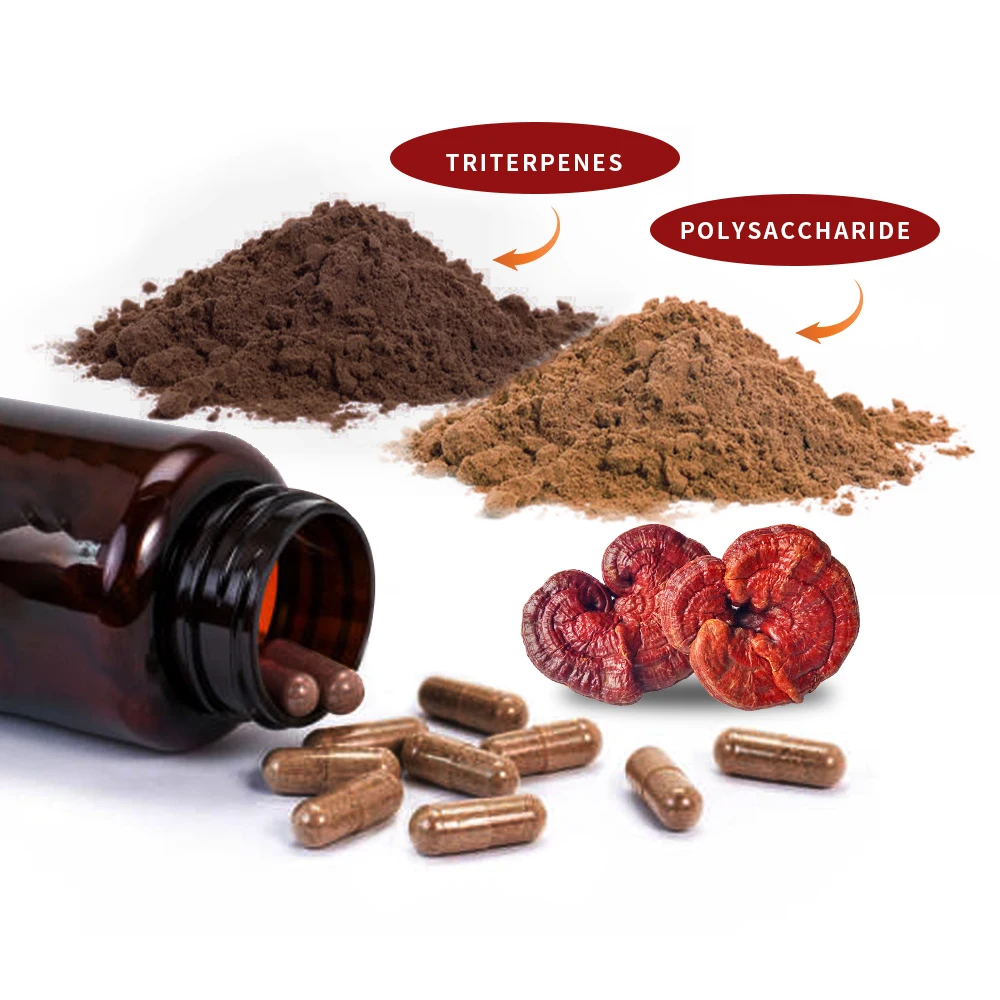 Ganoderma Lucidum Mushroom Extract  Reishi Capsules Ganoderma Lucidum extract capsule