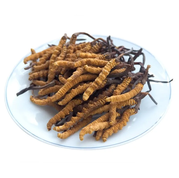 
Bulk sale Wild Natural tibet cordyceps Best yarsagumba 