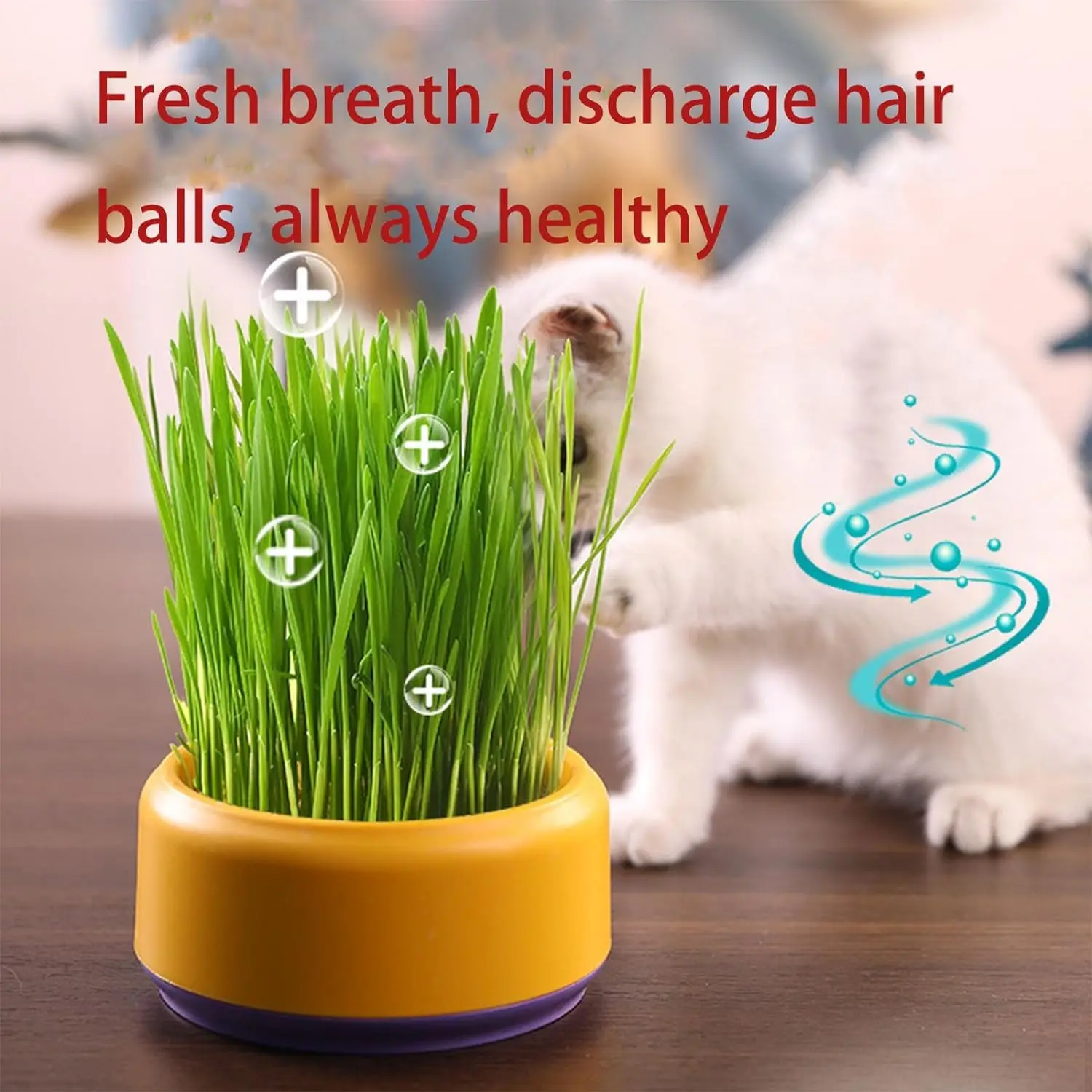 Wholesale Plastic Catgrass Hydroponic Box Set Soilless Catnip Planting Container with Wheat Seed for Cat SnacksManufacturers