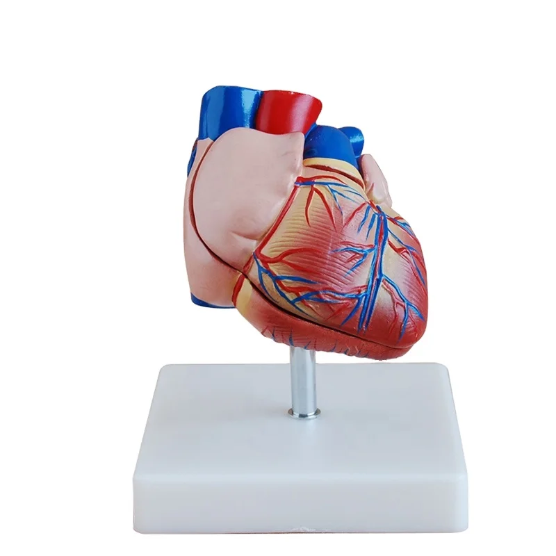 human body new style lfe-Size heart model anatomy heart model human organs model