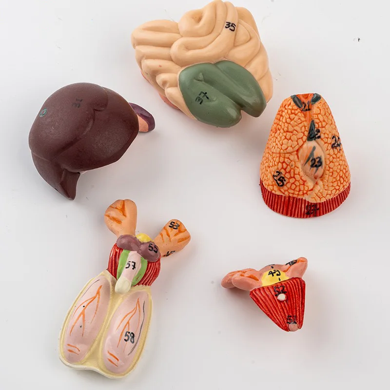 Mouse internal organ structure anatomy model biology teaching experimental animal anatomy animal husbandry specimen