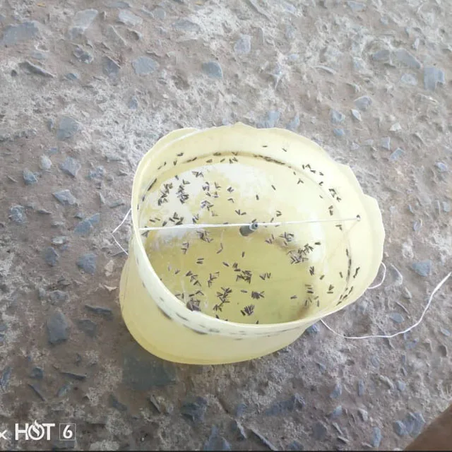 Non toxic tuta absoluta lures to control tomato leafminer