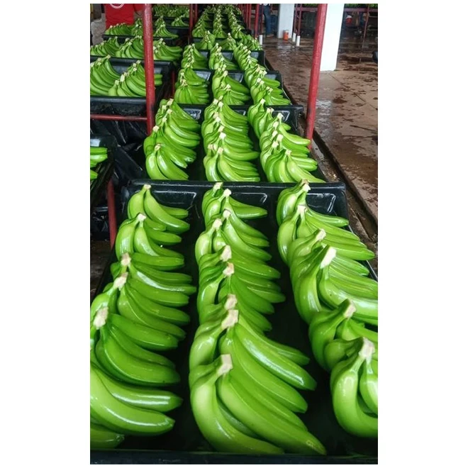 Wholesale Fresh Premium Banana - High Quality, Best Price, Directly from Producers in Mexico from MX
