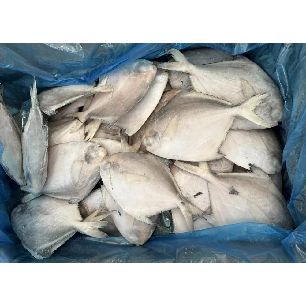 Frozen white pomfret fish white pompano white chinese pomfret frozen silver pomfret fish