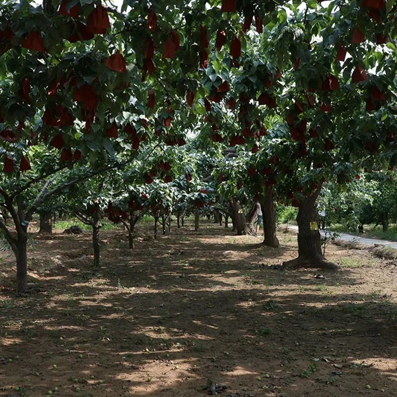 New Season Asian Pear Fruits /Fresh Chinese Yellow Ya Pear/Fresh Crown White Pear Fruit For Sale With Cheap Price