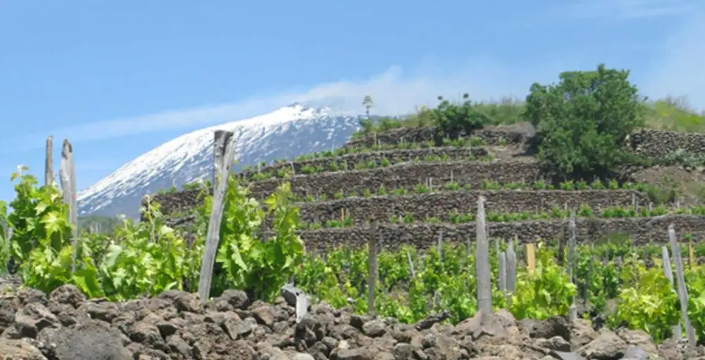 
Etna Wine Tasting Half Day Excursion 