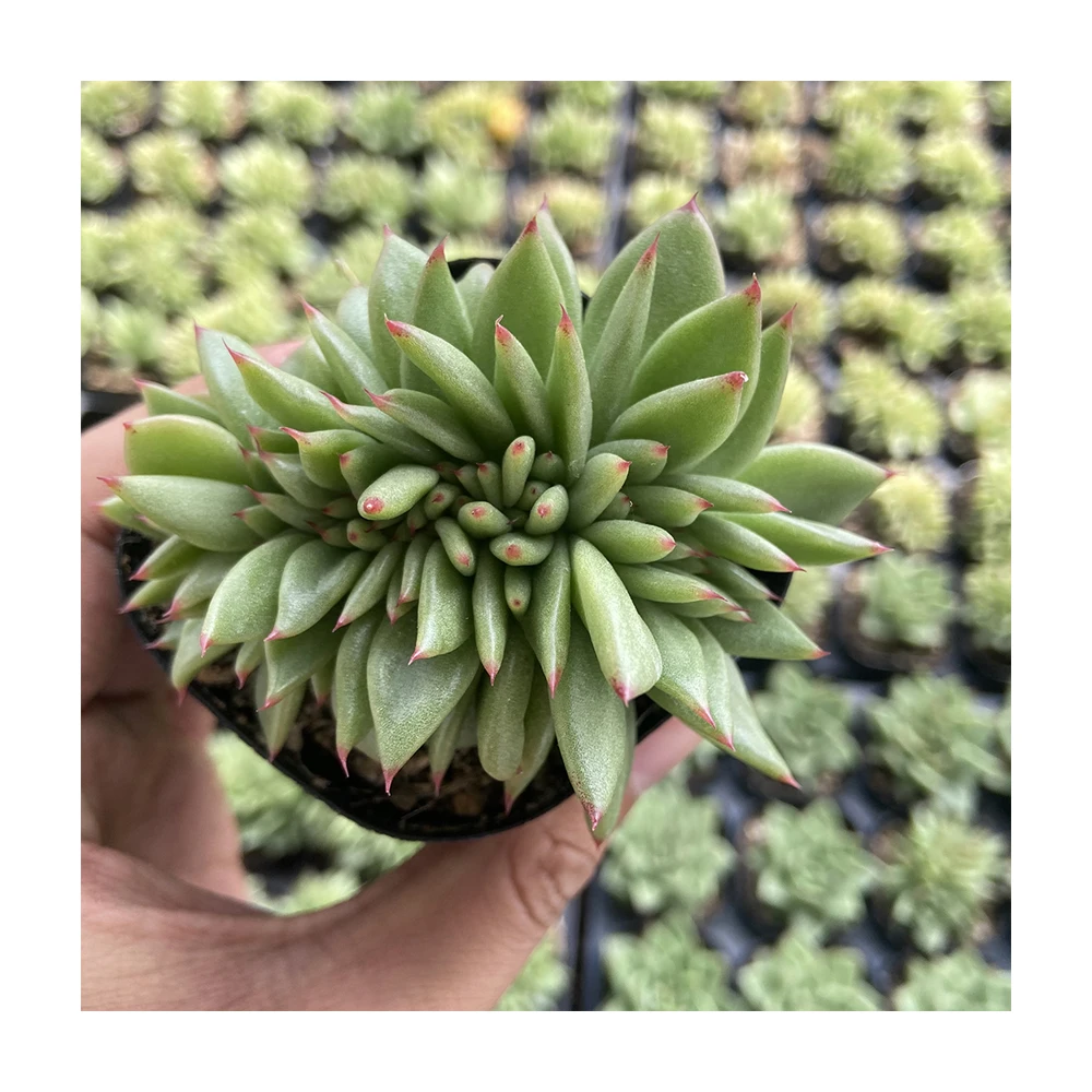 
Factory wholesale beautiful juicy pearls echeveria agavoides ebony 