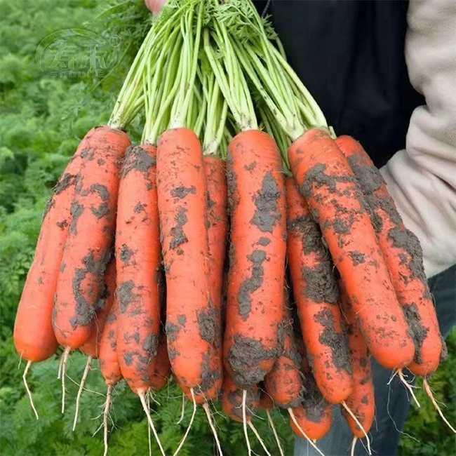 2021 Chinese Fresh Carrot 4.5 kg Carton Packing For Dubai Market Size S M L Wholesale Low Price Fresh Carot