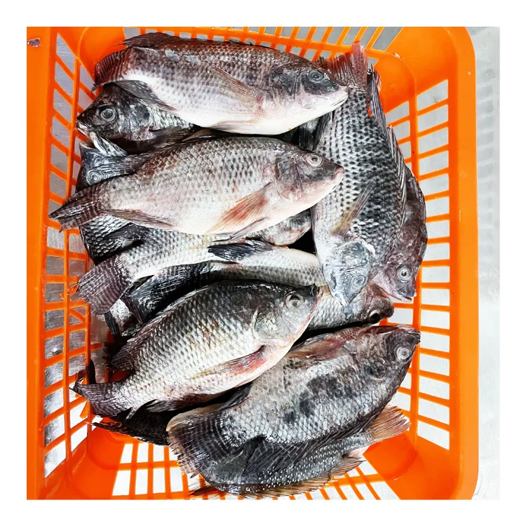 Sea Foods and Frozen Foods Fish Frozen Tilapia Supplier with Good Price