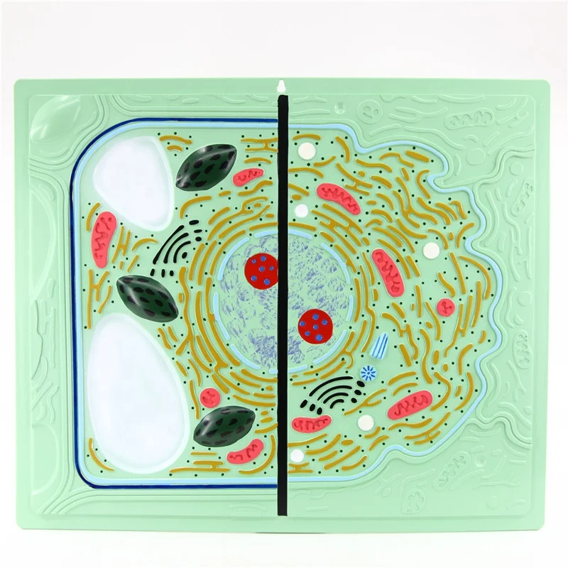 Animal and plant cell model showing the detailed structure for student learning biology model