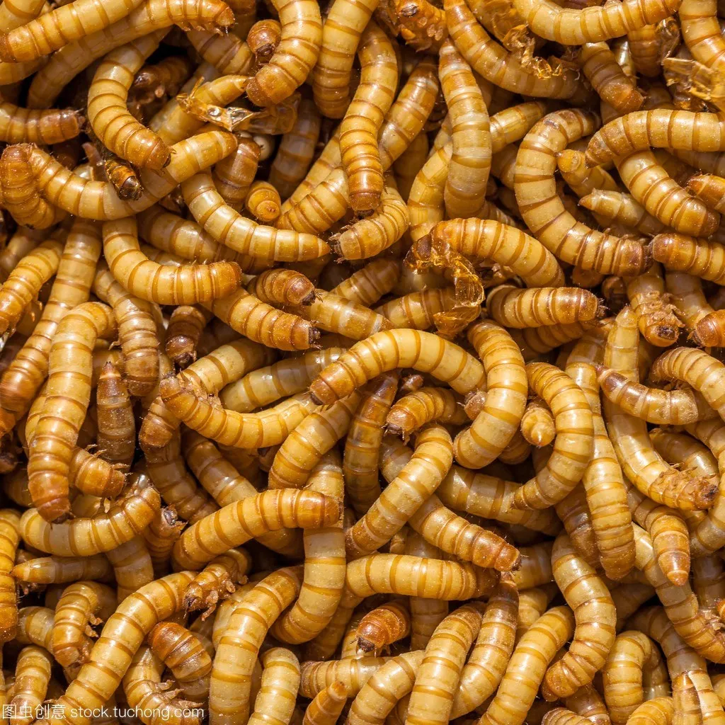 Rich High Nutrition Animal Feed Food Insects Eco Fresh Mealworm For Pet