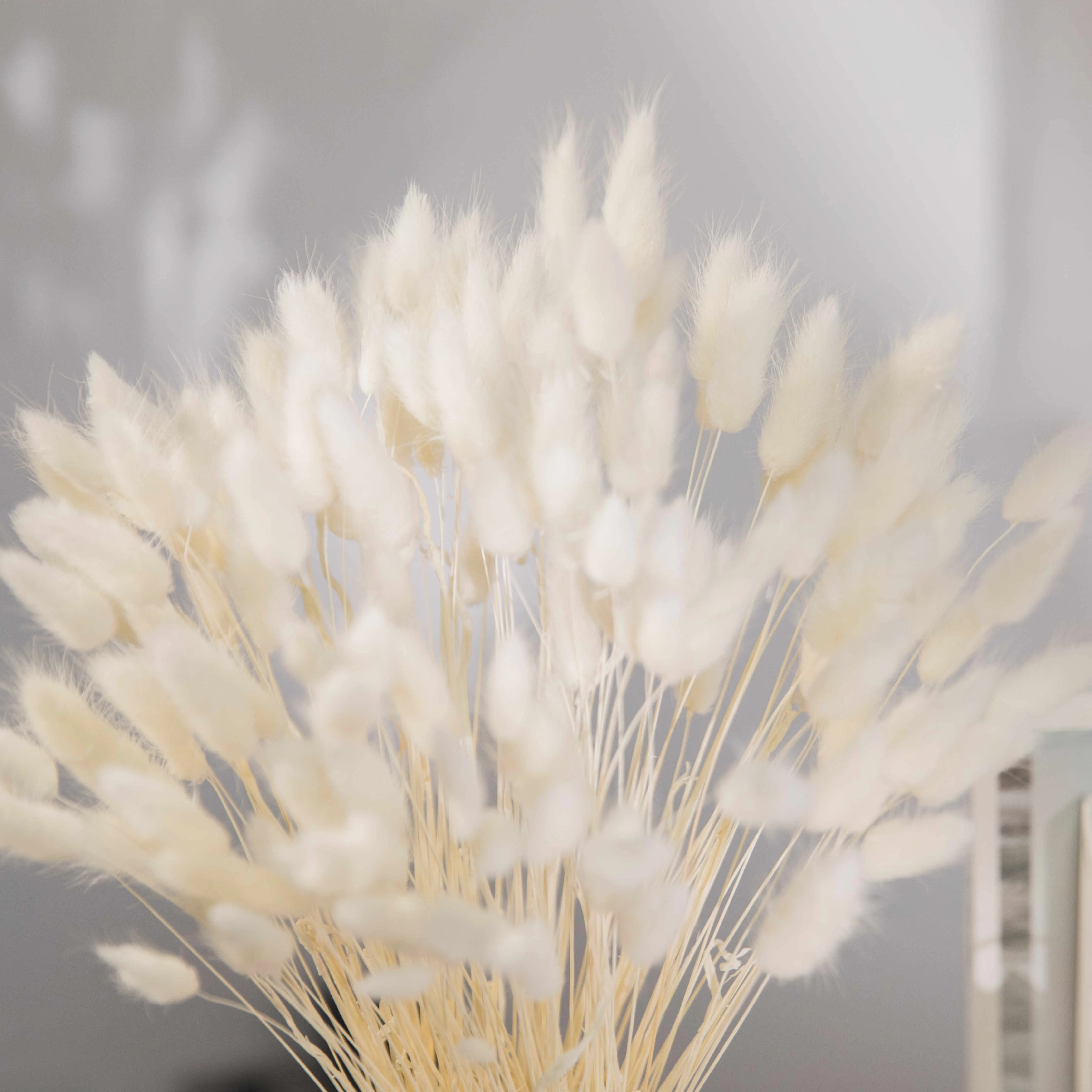 Xiangnan 2023 Hot Sale Lagurus Natural Bunny Tails Dried Flowers Grass Yunnan Dried Rabbits Tails Grass Supplier