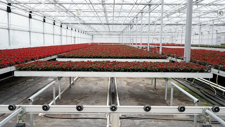 Modern logistics seedbed portable greenhouse rolling bench