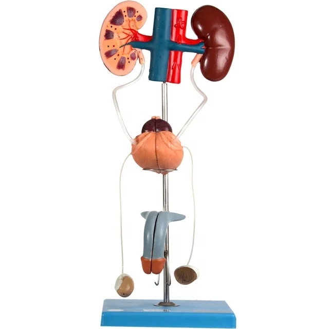 GD/A14003 General Doctor Human Anatomical Male Urinary Organ Model