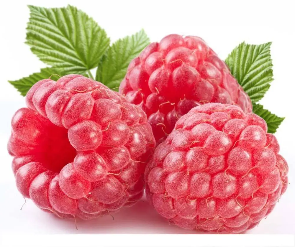 
 Рассада фруктового дерева Rubus исея малины  