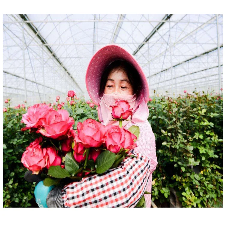 Wholesale chinese green house frame agricultural greenhouses conservatory greenhouse for roses