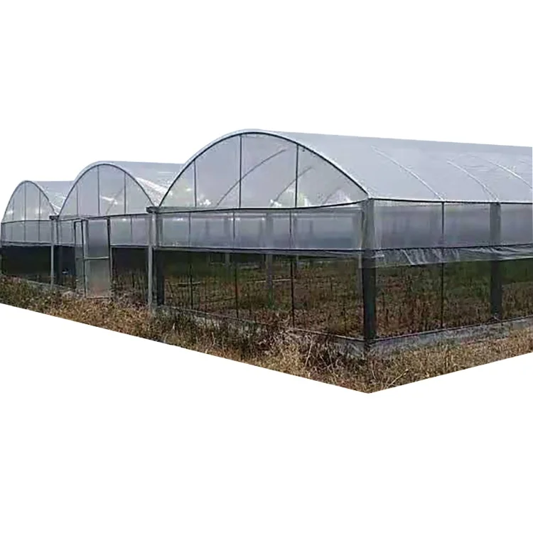 Cheap Tomato Agricultural Plastic Film Cover Low Cost Economic Tunnel Greenhouse for Vegetable