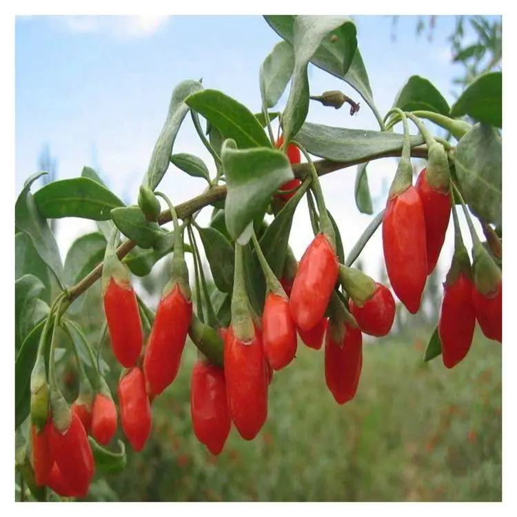 Factory Directly Wolfberry Goji Wholesale Cheap Dried Goji Berry For Sale