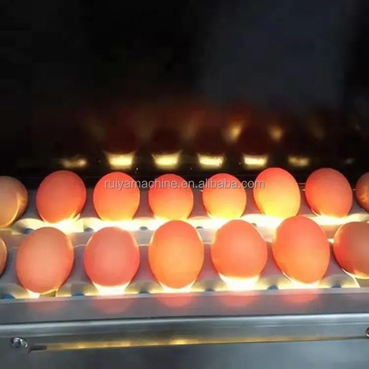 Ruiya 5400pcs/h egg grading machine/egg processing equipment