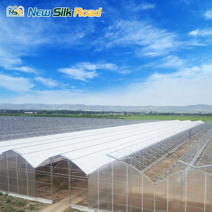 High Quality Economical Large Single Layer Plastic Vegetable Agricultural Greenhouses Stable Steel Film Greenhouse for Sale