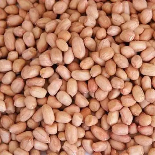 Best Taste Raw Peanuts/ Salted Peanuts / Blanched Peanuts