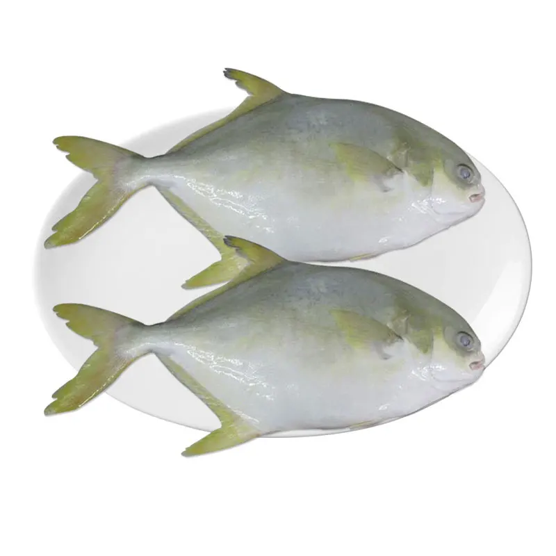 SEAFOOD IQF Whole Round Frozen Golden Pompano Fish Golden Pomfret