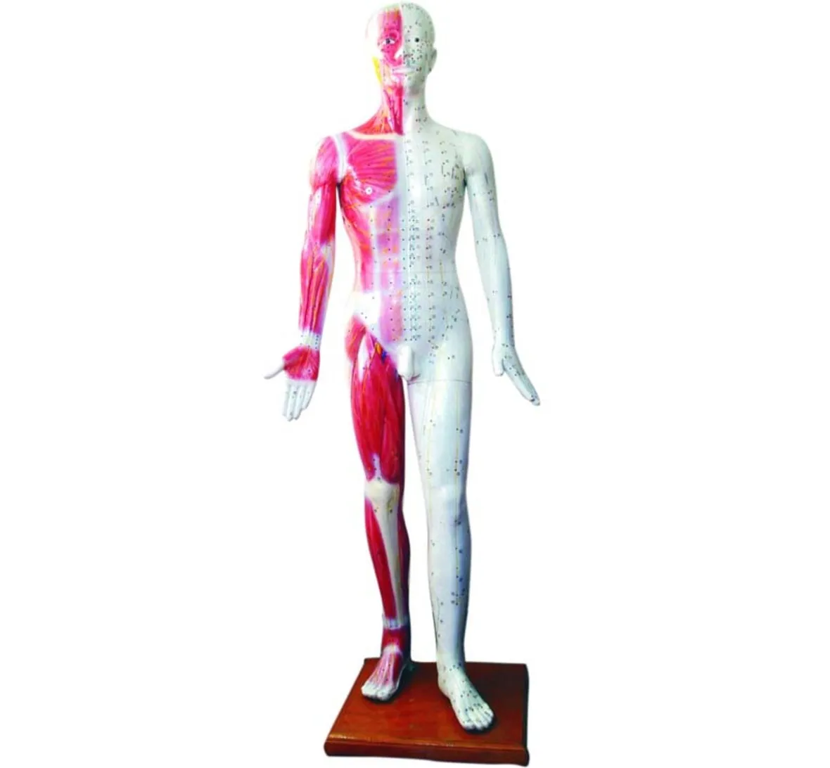 Medical Colorful Plastic 178cm Human Life Size Deluxe Acupuncture Point Model For Teaching And Learning Chinese Medicine