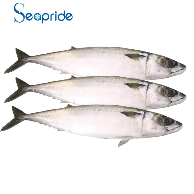 Top Quality Frozen Pacific Mackerel Fish With Wholesale