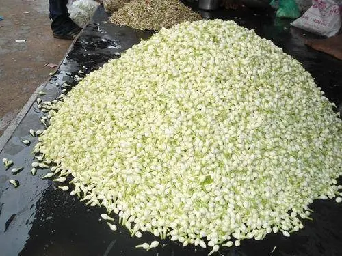 2023 Hot selling FRESH JASMINE FLOWER Whole Buds With Steam Natural White Color For Extraction/Herbal Tea Wholesale for Export